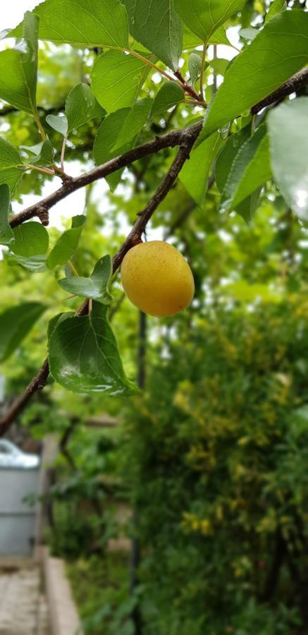 Green House In باتومي المظهر الخارجي الصورة