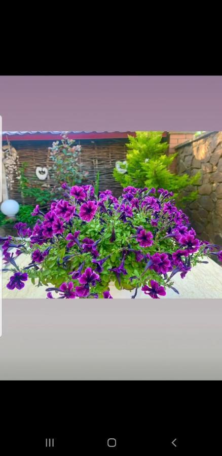 Green House In باتومي المظهر الخارجي الصورة